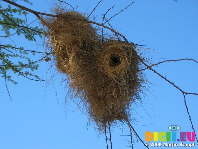 14158 Weaver bird nests